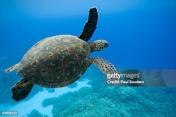 green sea turtle, hawaii - aquatic organism stock pictures, royalty-free photos & images