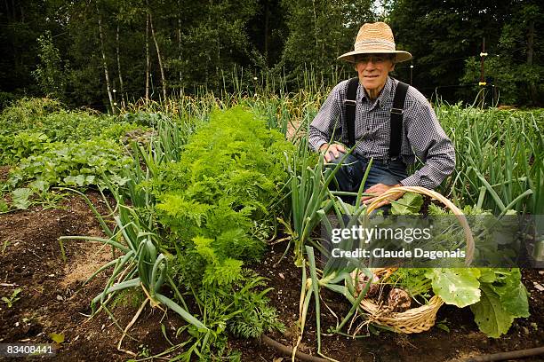 man harvesting vegetables in an organic garden. - organic farm stock pictures, royalty-free photos & images