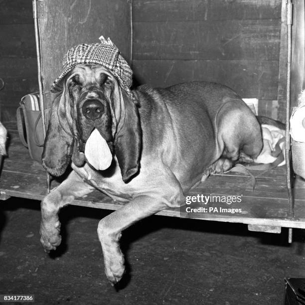 Sporty deerstalker hat relieves the deceptively lugubrious expression of bloodhound Abbeyview Neptune at Cruft's.