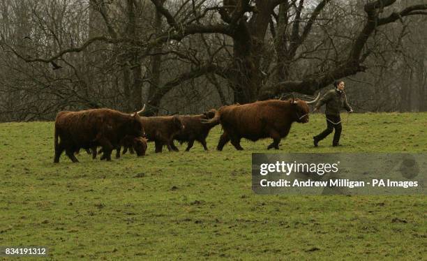 Lorraine Johnston feeds Highland Cattle at at Pollock Country Park in Glasgow, after the park was named as Europe's best park for 2008.