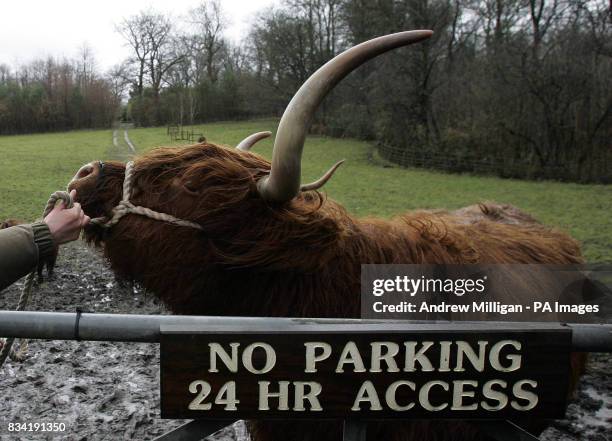 Highland Cattle at at Pollock Country Park in Glasgow, after the park was named as Europe's best park for 2008.