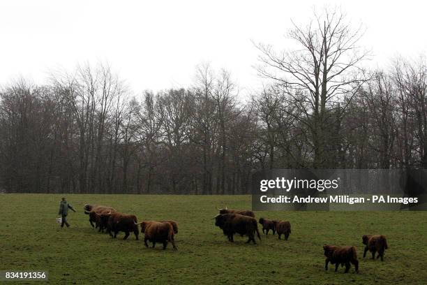 Lorraine Johnston feeds Highland Cattle at at Pollock Country Park in Glasgow, after the park was named as Europe's best park for 2008.