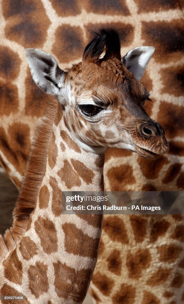 Giraffe calf born at park
