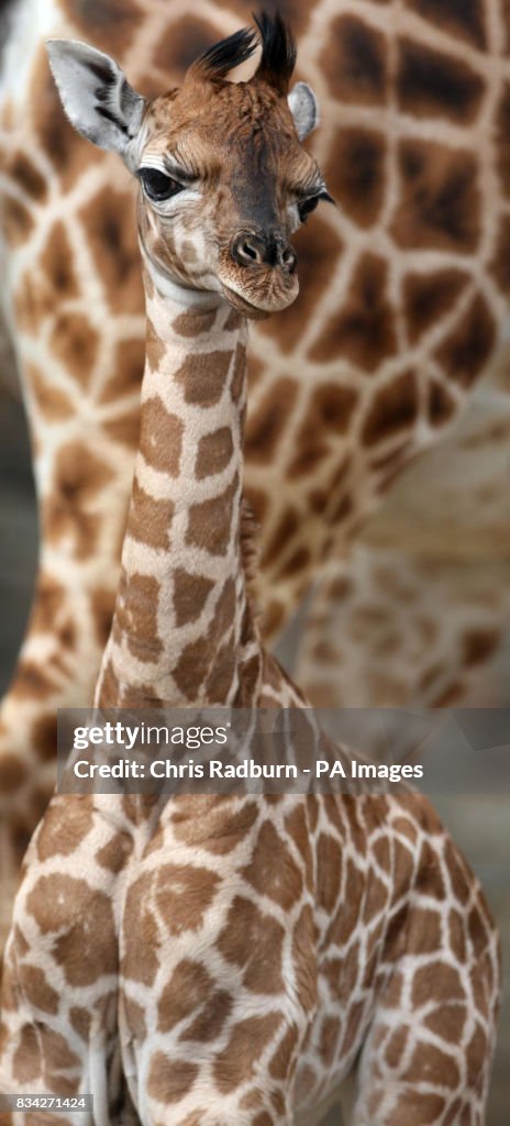 Giraffe calf born at park