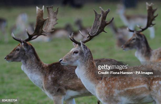 Roe deer stags in Richmond Park, Surrey today.