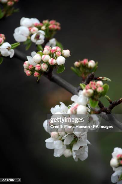 Blossom in Richmond Park, Surrey.