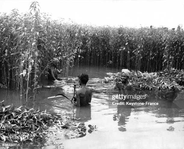 Des fermiers coupent les tiges de jutes dans un champ inondé en Inde en décembre 1964.