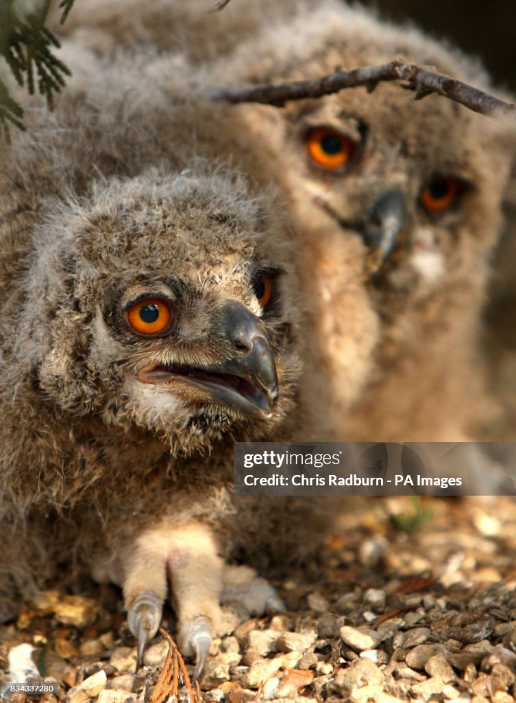 Owlets born in Cambridgeshire