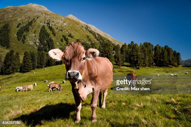 cows in the meadow of european alps - vorarlberg imagens e fotografias de stock