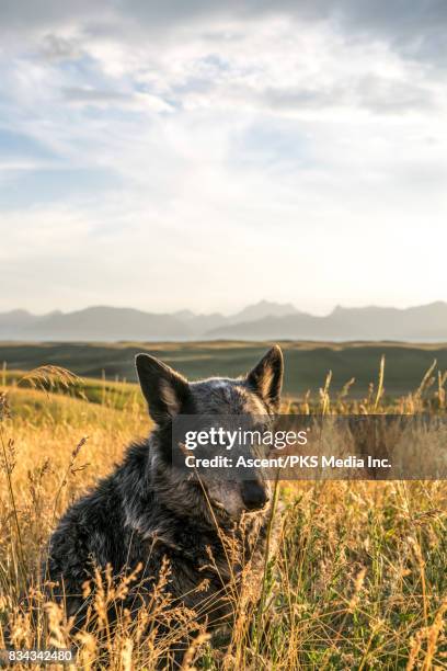 dog nestles in grasses above valley, mountains - nestles stock pictures, royalty-free photos & images