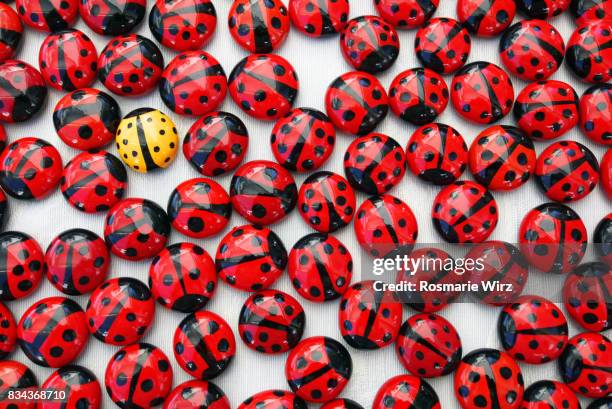 singled out: single yellow ladybird among a crowd of red ones - coccinella stockfoto's en -beelden