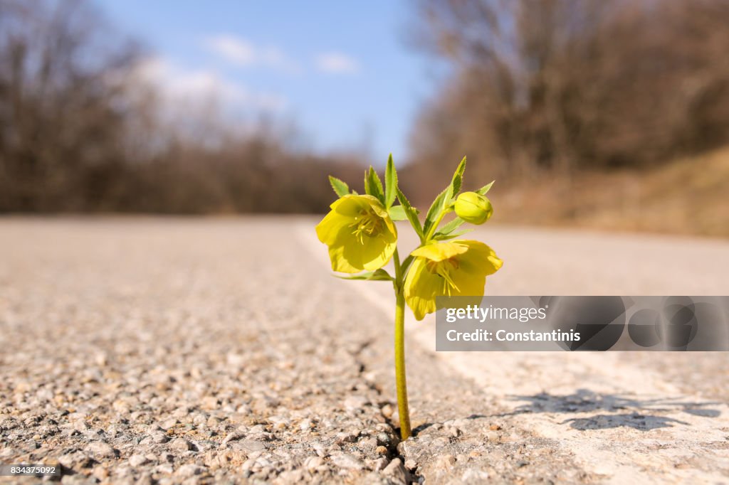 Gelbe Blume wächst auf Crack Straße