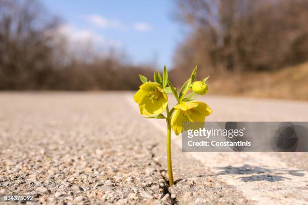 黃色的花，生長在裂縫上街頭 - physical description 個照片及圖片檔