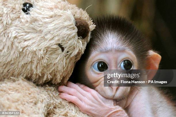 155 Rampant Bear Stock Photos, High-Res Pictures, and Images - Getty Images