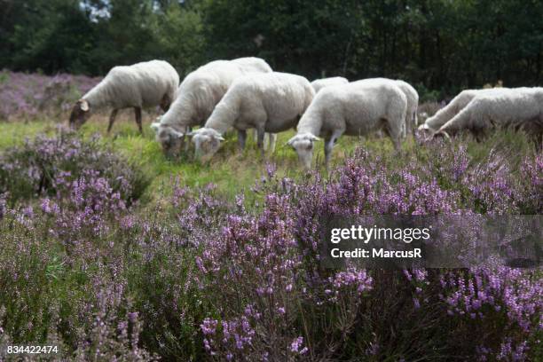 schapen grazen op bloeiende hei - grazen stock pictures, royalty-free photos & images