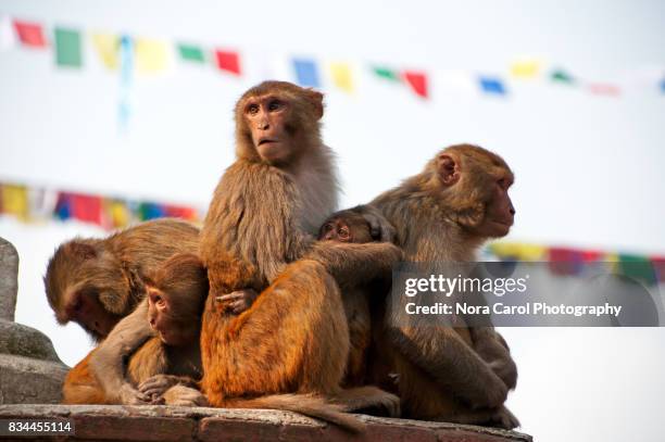 holy monkey at swayambhunath monkey temple nepal - nepali flag stock-fotos und bilder