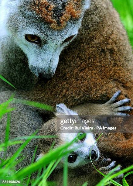 Baby crowned lemur Kali born on April 19, with mother Rose, at Twycross Zoo, Leicestershire.