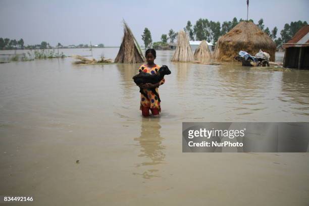 Bangladeshi girl belong cattle moving to shelter center in Gaibandha, northern Bangladesh on August 15, 2017. More than 50 people have died in flood...
