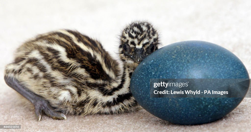 Emu surprise for chicken breeder