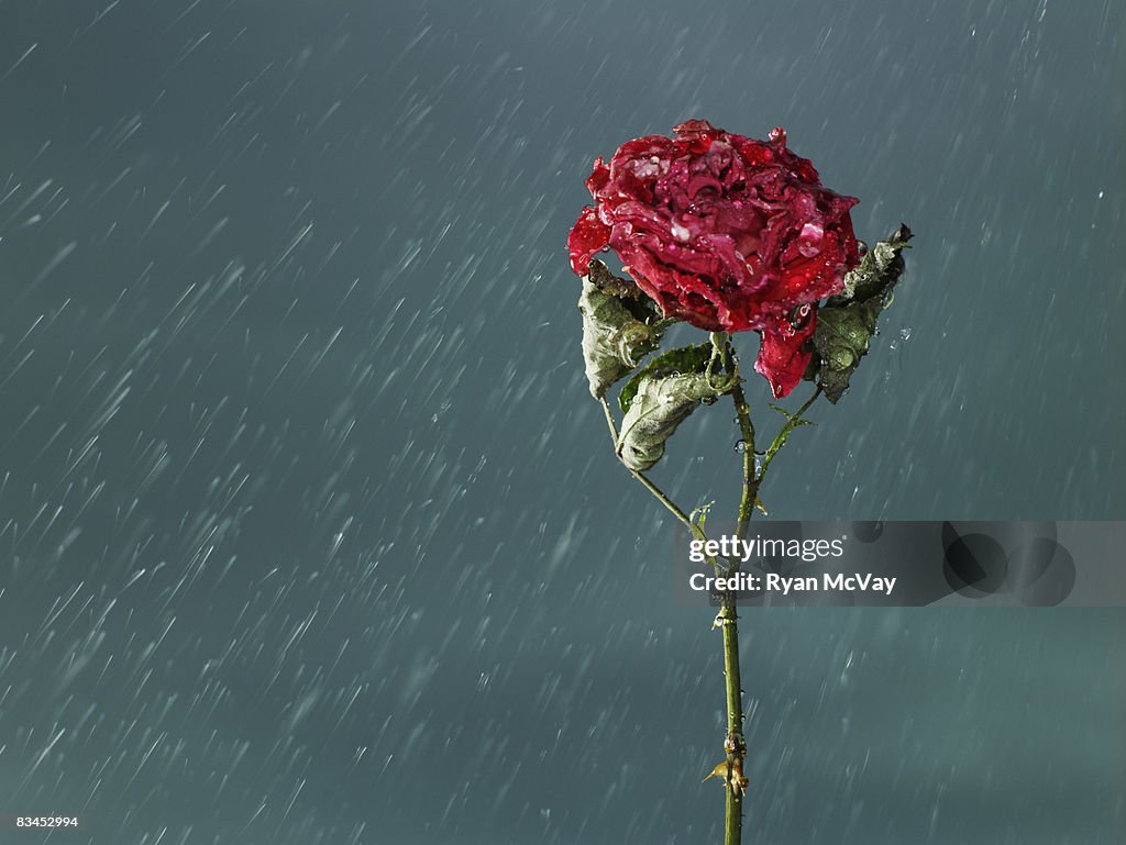 Wilted rose in rain.