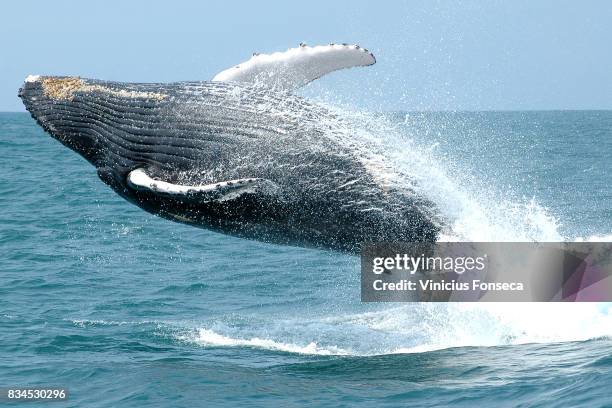 humpback jump - whale jumping stock pictures, royalty-free photos & images