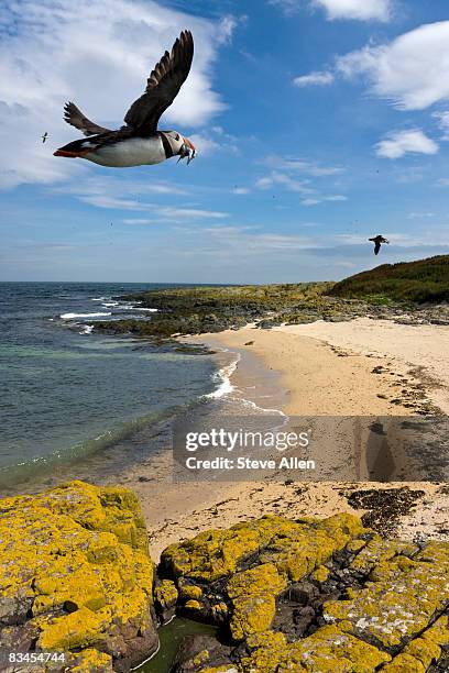 puffins flying over the farne islands - northumberland stock-fotos und bilder