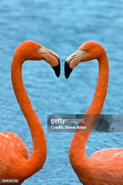 flamingos making a heart shape with their necks - flamingo heart fotografías e imágenes de stock