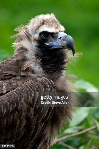 eurasian black vulture - abutre fusco imagens e fotografias de stock