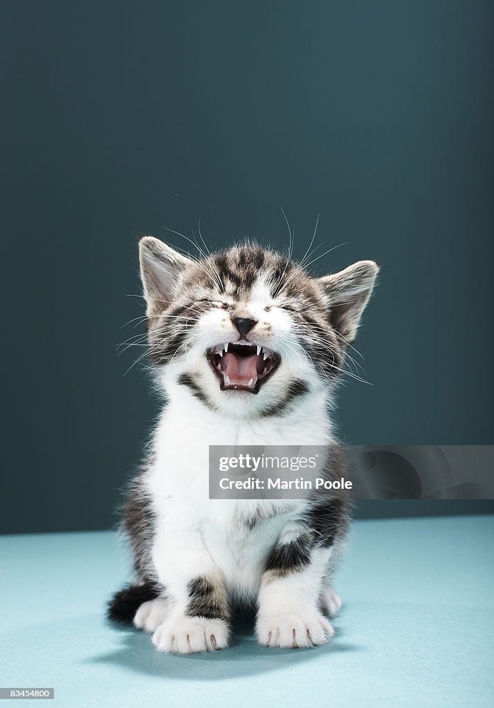 Kitten meowing