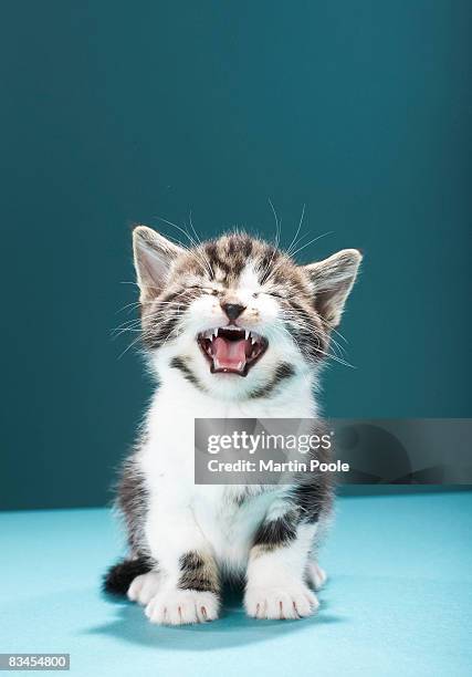 kitten meowing - cat studio stock pictures, royalty-free photos & images