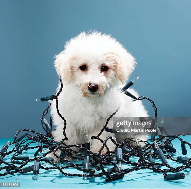 puppy tangled in christmas lights - tangled christmas lights stock pictures, royalty-free photos & images