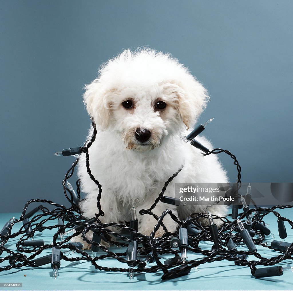Puppy tangled in Christmas lights