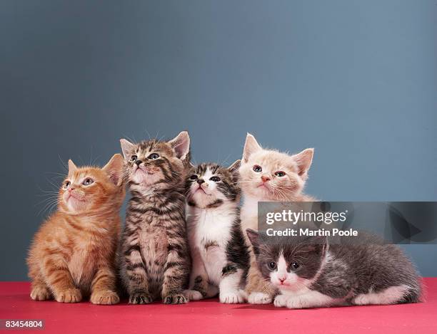 portrait of group of kittens - katzenbaby stock-fotos und bilder