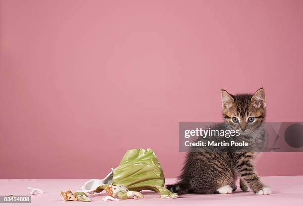 kitten with broken ornament - porcelain stock pictures, royalty-free photos & images