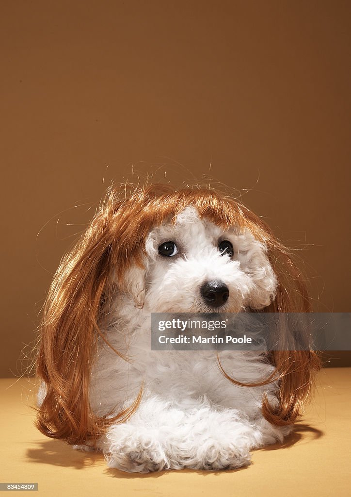 Puppy wearing ginger wig