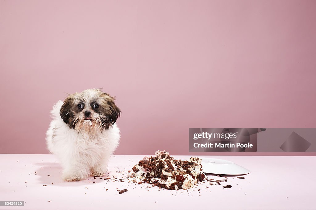 Puppy with cake on floor