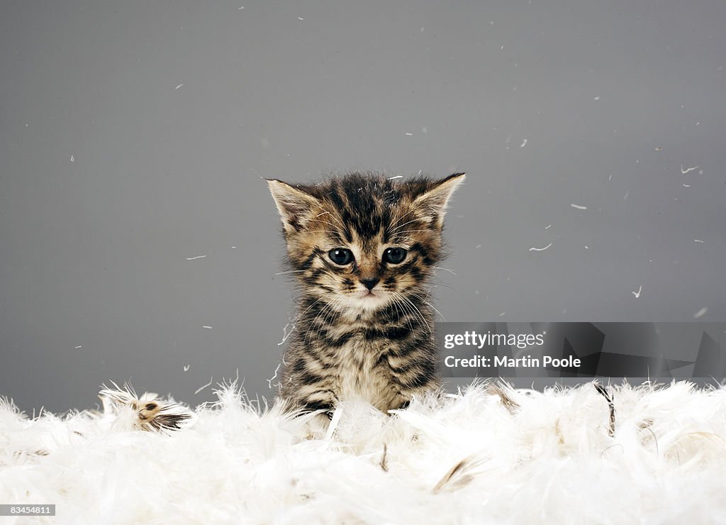 Kitten surrounded by feathers