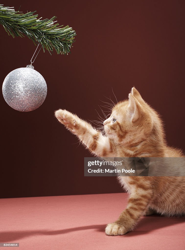 Kitten playing with Christmas bauble on tree