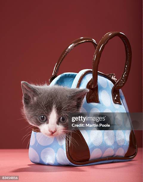 kitten in handbag - purse contents stock pictures, royalty-free photos & images