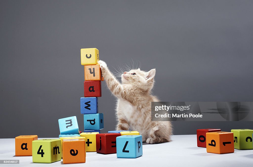 Kitten playing with building blocks