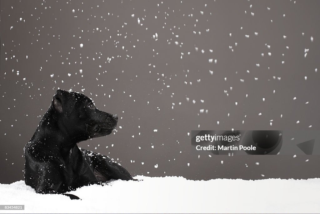 Puppy lying in snow watching snowflakes