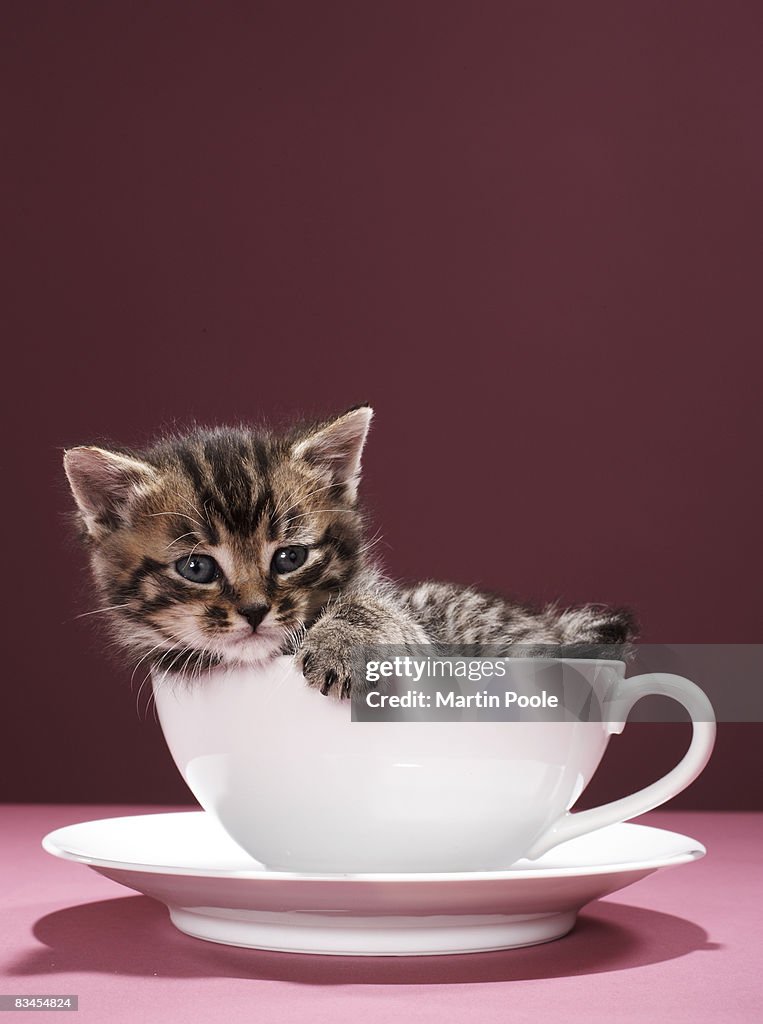 Kitten in cup and saucer