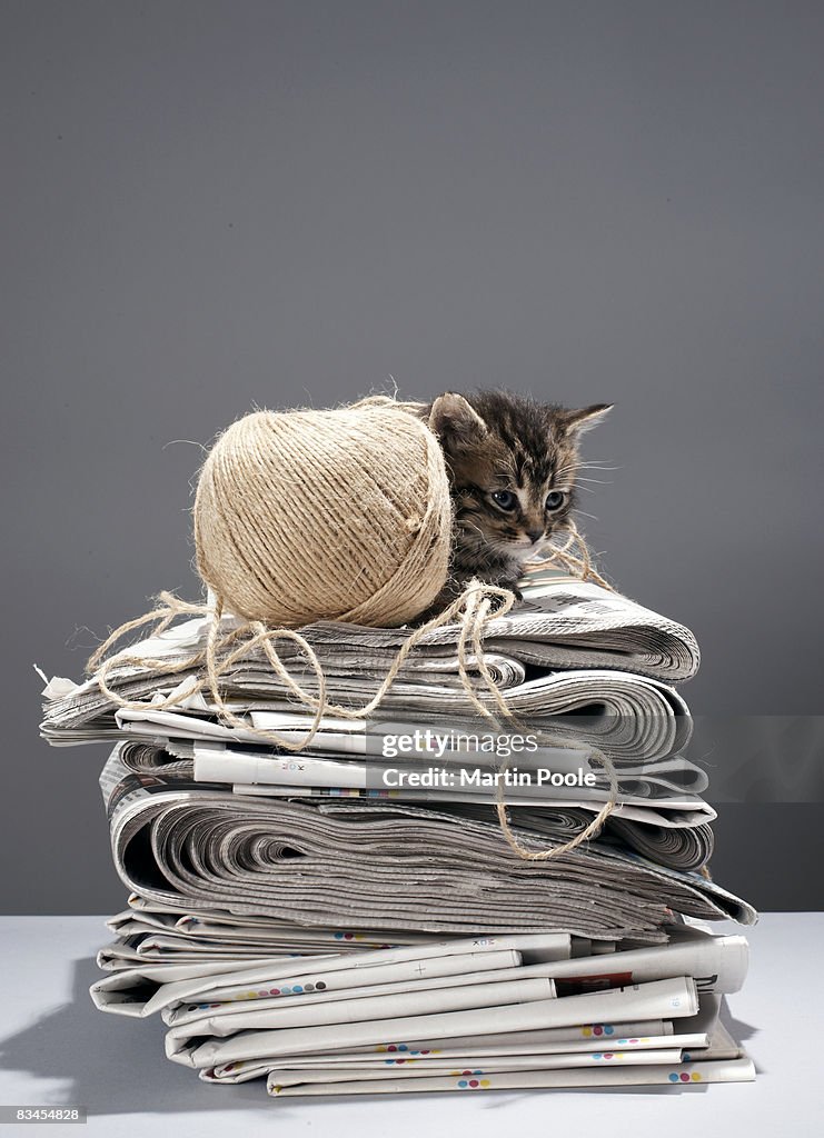 Kitten sitting on pile of newspapers