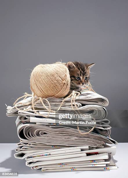 kitten sitting on pile of newspapers - topnews stock pictures, royalty-free photos & images