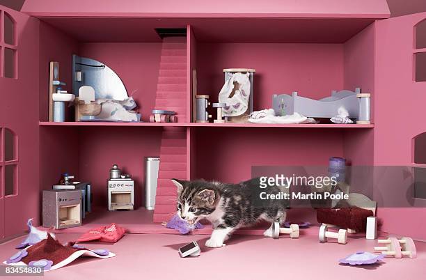 kitten in wrecked doll's house - dollhouse stockfoto's en -beelden