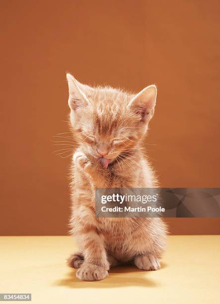 kitten grooming - preening stock pictures, royalty-free photos & images