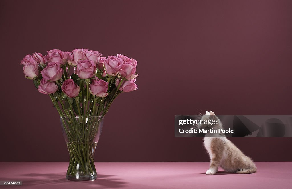Kitten looking at vase of roses