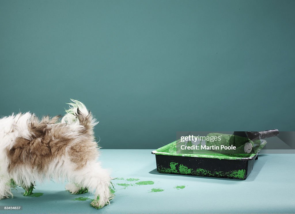 Puppy making green paw prints from paint tray