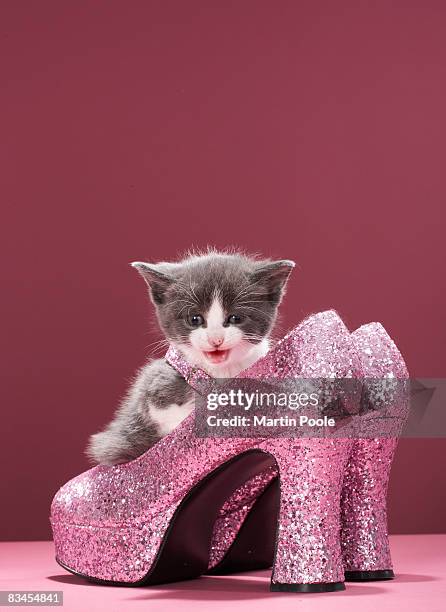 kitten sitting in glitter shoes - pink shoe bildbanksfoton och bilder