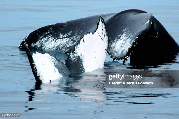 whale tail 2 - identification chart imagens e fotografias de stock